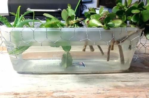 【植物的枝条】买个保鲜盒扦插繁殖盆栽植物,成功率可以提高几倍