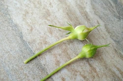  『栀子花』月季栀子花，花还没开就掉落，3个原因一看就懂！