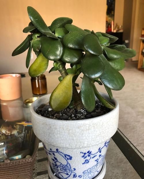 #找出#玉树的叶子不断发黄掉落,轻松找出原因,不怕烂根烂茎