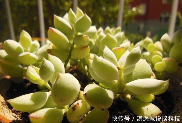  花园@养花就养盆好养的，耐热耐寒不怕晒，阳台上放几盆，养出美丽花园