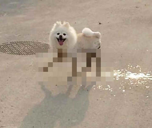 狗狗黑丝袜美腿 泥巴里滚了一圈突然有性感大长腿了