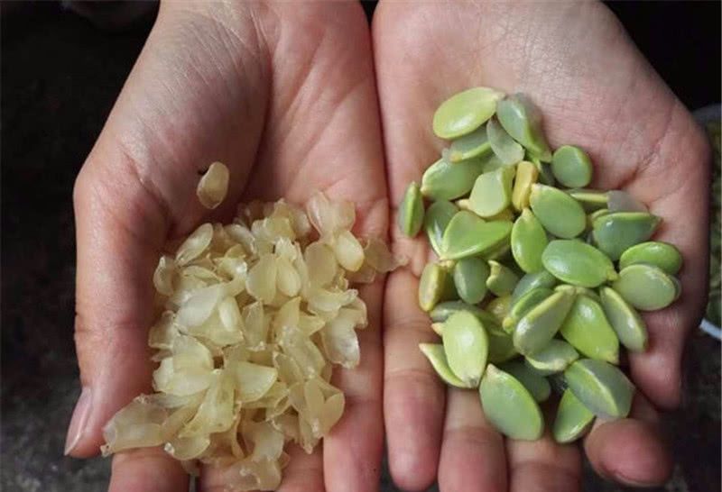  [皂角树]30年前大量被砍掉，如今一斤200元，农民又开始种植