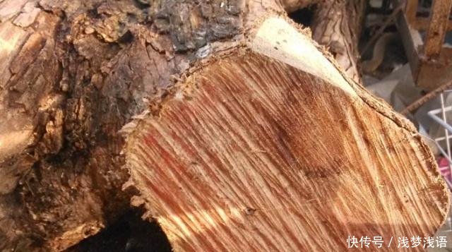 这种树不值钱，但它的树芯是稀罕物，与紫檀齐名，人称“帝王木”