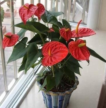  「花儿」养红掌，3点“小技巧”，拒绝黄叶烂叶，花儿红彤彤，四季花不断