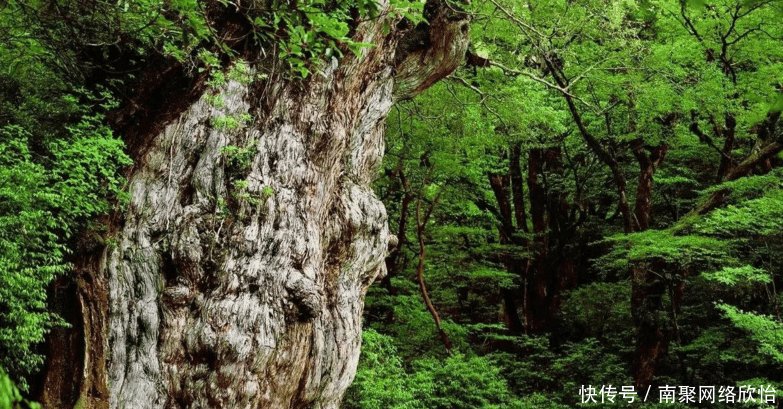 世界上最古老的九大树木, 中国神木上榜, 最后一棵存活9000多年!