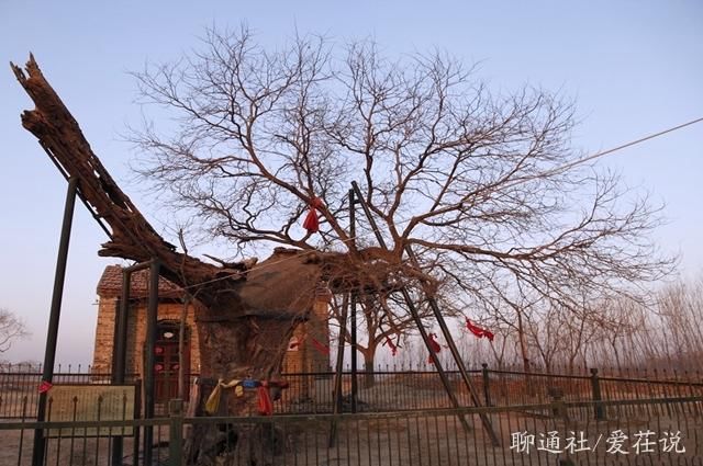 唐宗种下一“神树”，枝繁叶茂千余年，寺庙改建，一场雷击变朽木