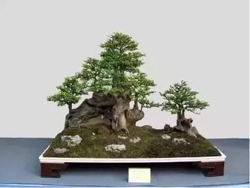 盆景展 ,美美美 !