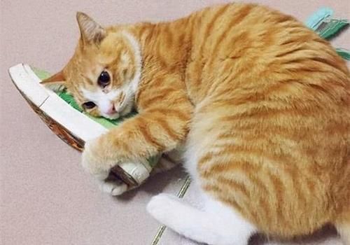  【橘猫】铲屎官买了双新球鞋，刚想穿出门，橘猫却把头塞进了鞋子里