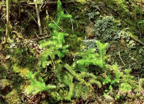  『蜈蚣』湿润的林子里，生长着1种“铺地蜈蚣”，植株珍贵，拔掉1棵少1棵