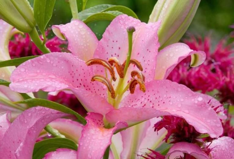  【蝴蝶兰】4种美丽的花，寓意“爱情甜蜜、收获幸福”，赶快养起来吧！