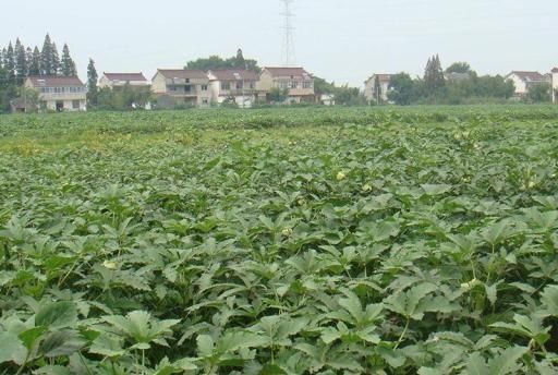  #我国#被誉为蔬菜王，刚引进我国就爆红，价格年年涨，为何农民