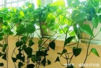 #光照#秋天绿萝叶子发黄怎么办