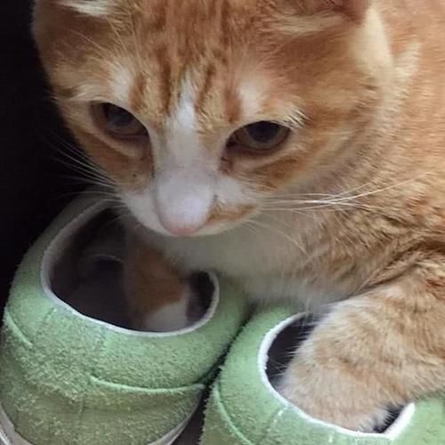  【橘猫】铲屎官买了双新球鞋，刚想穿出门，橘猫却把头塞进了鞋子里