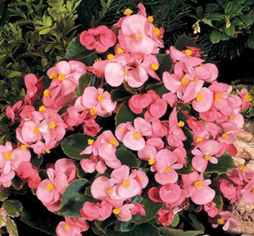 越养越@4种花,现在养一盆正当时,大气上档次,越养越喜欢