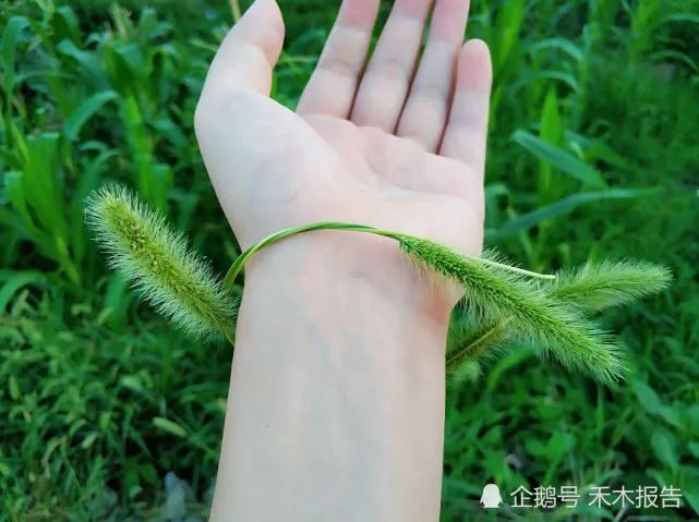 农村一种常见害草，农村娃用来做手链，却少有人知它价值很高