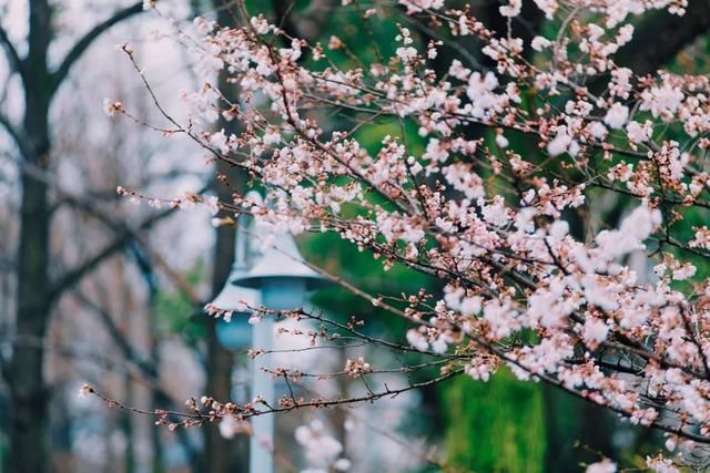 春天，中国最美10座大学，多想回去谈一场恋爱