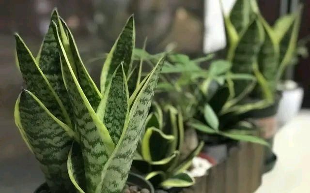  『恢复』虎皮兰烂根?不用怕,伤口擦点“灰”,立马恢复生机