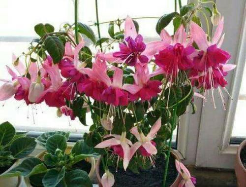 #夏季#漂亮的“灯笼花”,好看又好养,让你家阳台挂满“小灯笼”