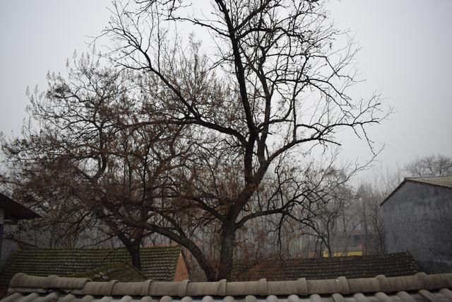 90后回到农村，看完村子之后心酸，老树老房，更让人心痛的是老人