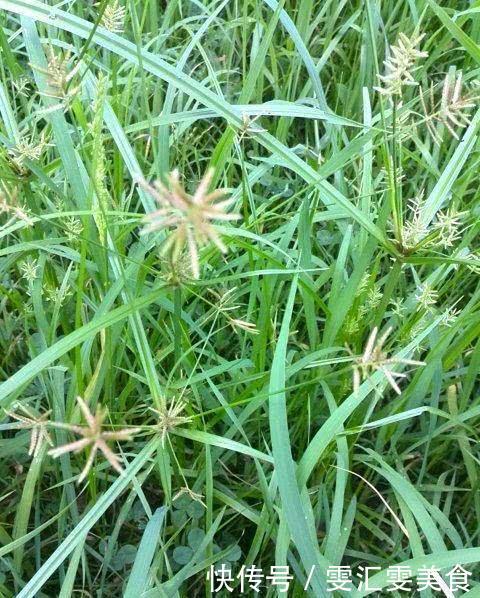 农村田里一野草，以前农民碰到就铲除，现在20元一斤成稀罕货