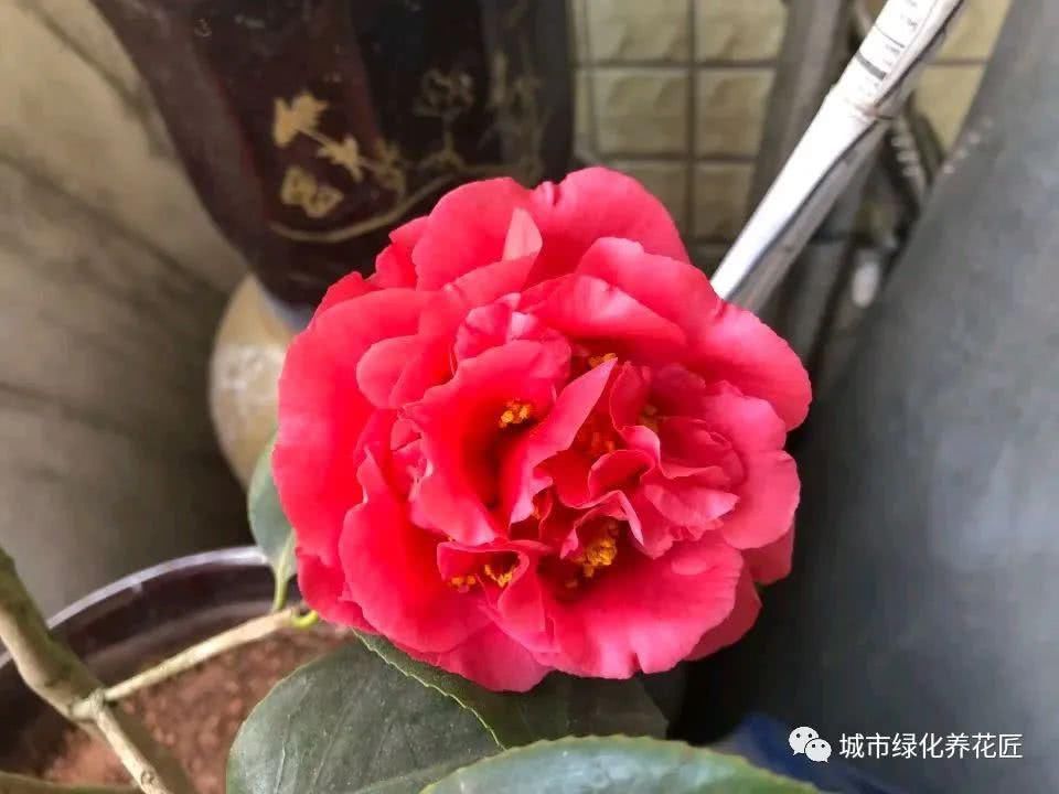  越多越好|茶花克瑞墨不是开花越多越好，小心抽芽太晚，出现大小年而不开花