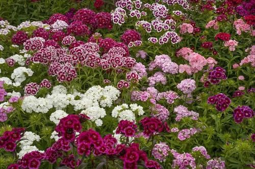  『平常养护石竹花』盆栽养护的石竹花，想让它花开不断，这几点最要做好了