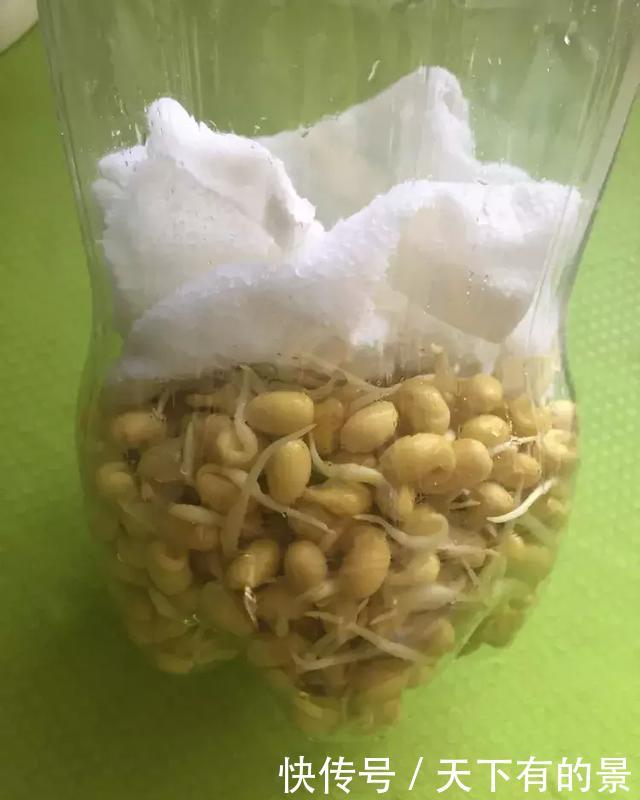  养花■想吃豆芽，1个“可乐瓶”就能做，只花豆子钱，7天就行！