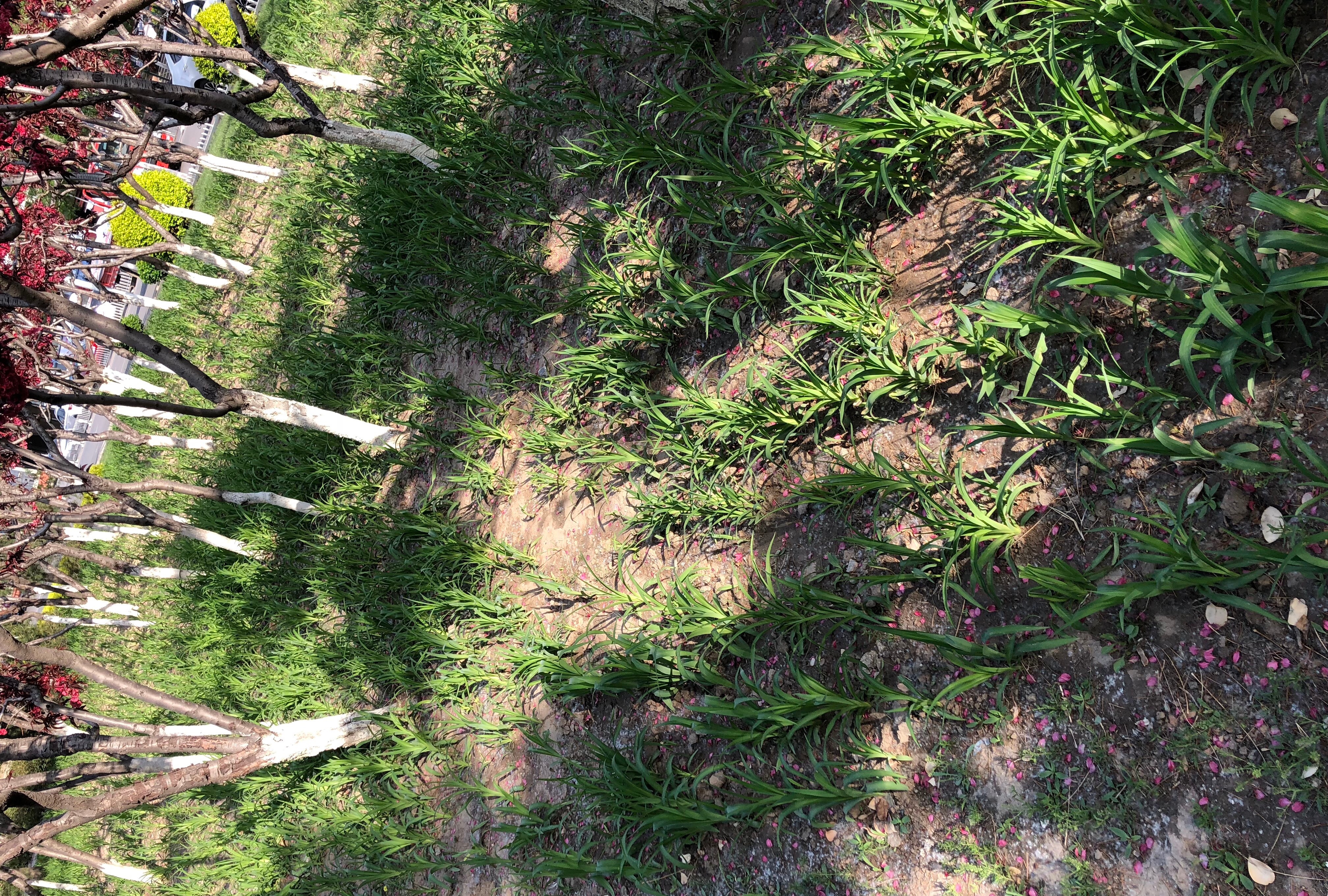 人间四月芳菲尽，一帘幽梦绿芳来