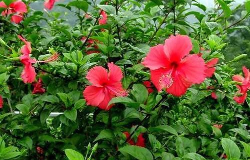  【朱瑾】此花，花期全年，而且花朵碗口大，红红火火，有院子定要养