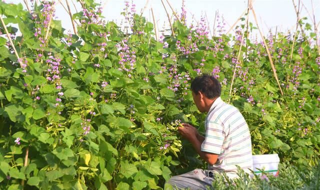  种子：农村有种果实像“刀子”的蔬菜，生吃有毒，种子是中药材