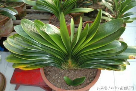 君子兰多久浇一次水,君子兰花期怎样浇水