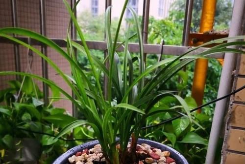  『家里』张大爷养花，只用1种土，制成万能水，啥花都喜欢，花苞满枝头！