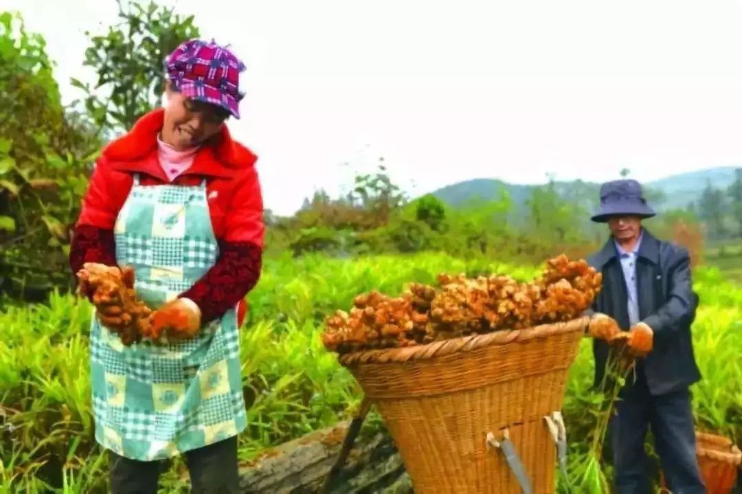中国农业存在这九大难题，请务必用心阅读以防踏入雷区！