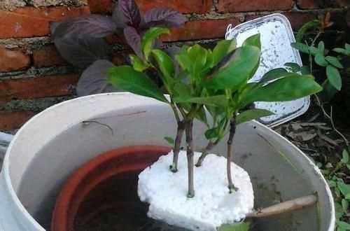  「栀子花」泡沫板你扔了拿来养花，有大用处，3-5天花卉就生根