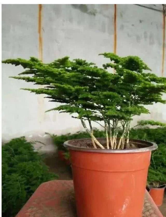  剪刀|文竹干枯似柴火，一剪刀全剪了，新生的叶子油亮亮