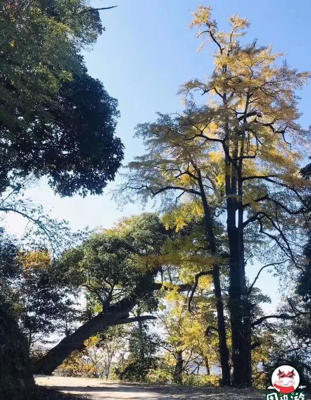 最新实拍！福州周边银杏观赏地图来啦！美的一塌糊涂，速来打卡！