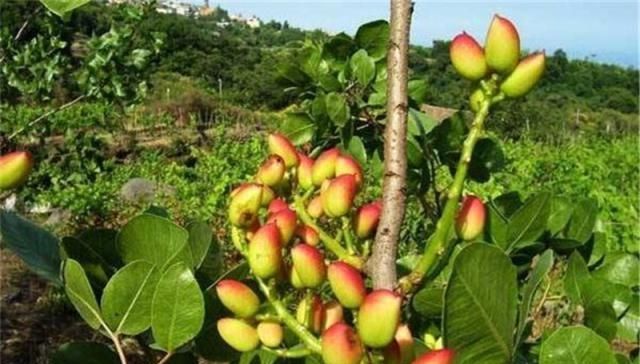  【种植】国内年均消耗10万吨，一斤50元，仍受喜爱，却很少有农