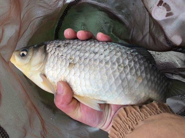  过十斤■完成了今年的一个小目标，野钓收获了十多斤的渔获，很满足！