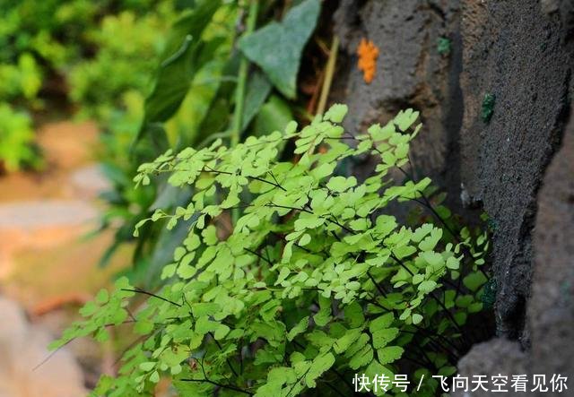 『蕨类植物』超级耐阴的几种花，常年不见太阳，也能郁郁葱葱长一片