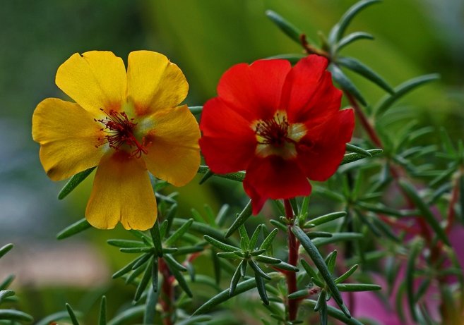  『花草』阳台上养些这五种花草，清晨开窗香飘满屋，长势旺盛开花美
