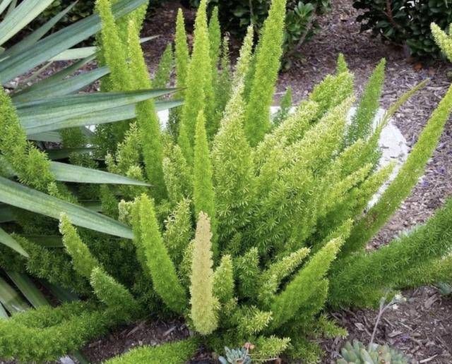  [人称]1种野草叶片细小、翠绿，生长在路边，人称“天门冬”，价值高！