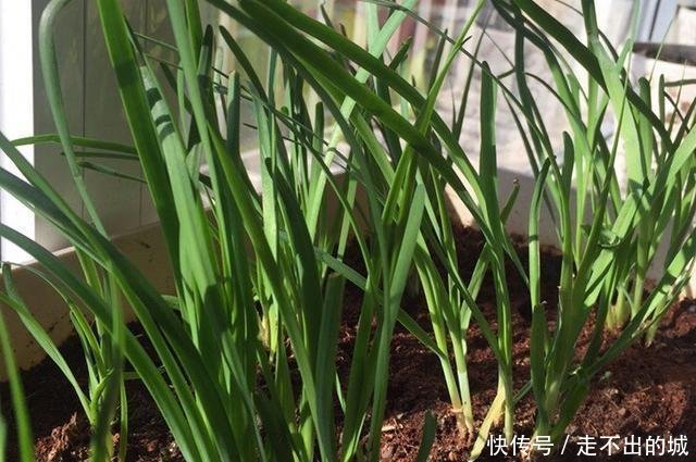 「种种」阳台种种韭菜,4个小窍门,棵棵粗的像小葱,一年能割10茬