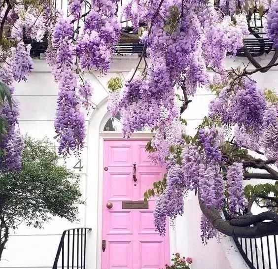 醉美庭院，有这些植物就够了！