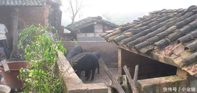 明年起, 农村“乱搭乱建”现象将被严查, 专家: 谁建的谁拆!