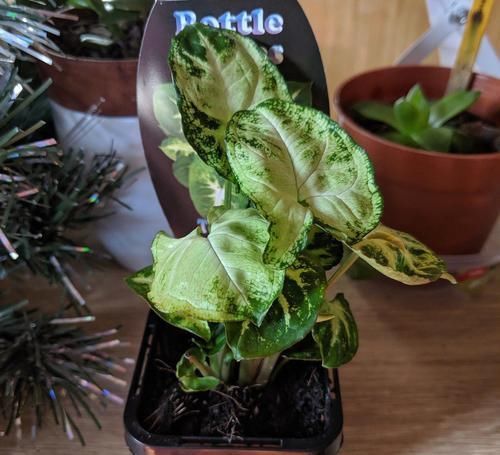  「矮小」这些小清新的微型盆栽，植株矮小，还特别耐阴，适合养在桌面上
