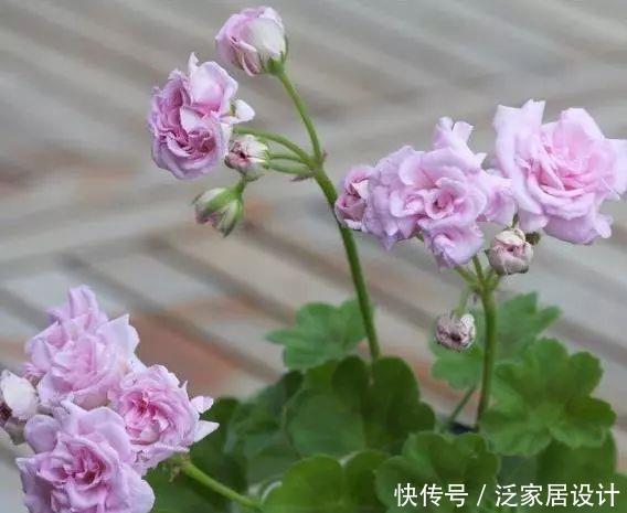  每种■110种天竺葵，每种都超美，看看你认识多少种？