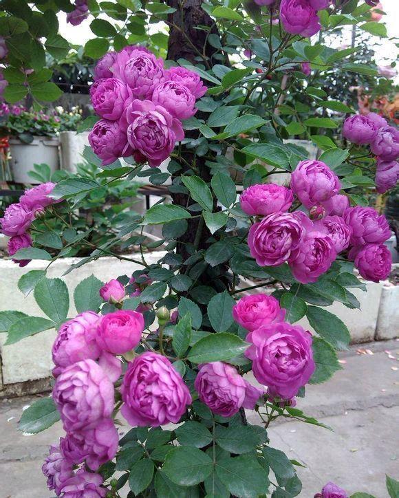 优良月季“葡萄园之歌”,花繁叶茂,美丽怡人,堪称养花首选