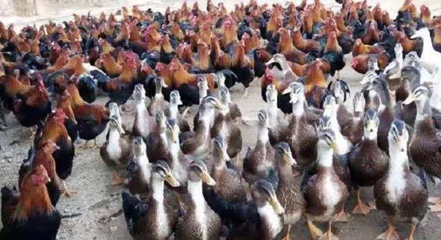 农民工回乡创业搞养殖，养点啥最赚钱呢？不是养猪！