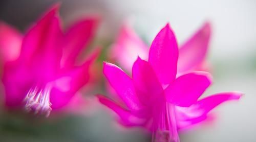 「开爆」养蟹爪兰做好4点,让它安全度夏,下个花期开爆盆