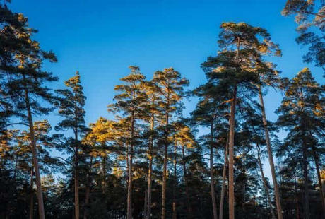 中国独有的树木！离开了长白山就无法存活，专家都觉太神奇了